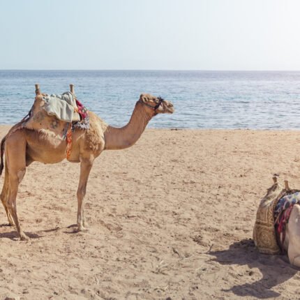 Desert Safari & Inland Sea Experience